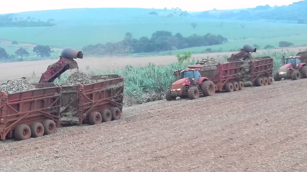 São Martinho avalia que clima afeta próxima safra de cana do