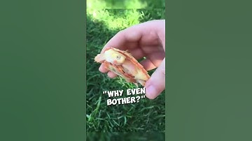 The turtle has an exposed heart and finally she survives  #shorts #youtubeshorts #trending #viral