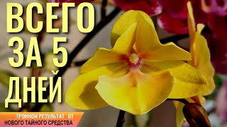 видео: ВСЕГО ЗА 5 ДНЕЙ ТРОЙНОЙ РЕЗУЛЬТАТ! МЕЛИОРАЦИЯ СУБСТРАТА ОРХИДЕИ, ПЛЕСЕНЬ В ГОРШКЕ И ТАЙНОЕ СРЕДСТВО! картинка: ВСЕГО ЗА 5 ДНЕЙ ТРОЙНОЙ РЕЗУЛЬТАТ! МЕЛИОРАЦИЯ СУБСТРАТА ОРХИДЕИ, ПЛЕСЕНЬ В ГОРШКЕ И ТАЙНОЕ СРЕДСТВО!