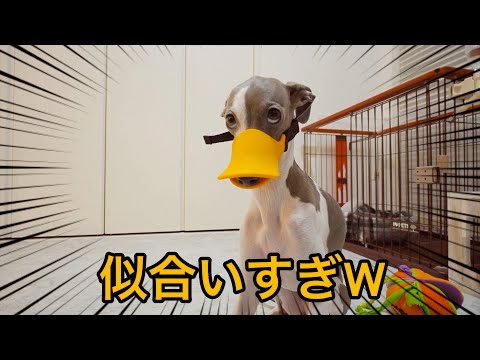 お耳に薬を入れるとガチギレする犬が危ないからアヒルの口輪を買ってきたらwww