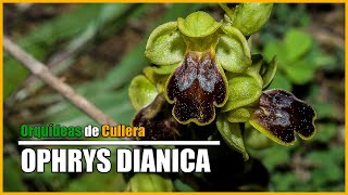 OPHRYS DIANICA | Orquídeas de Cullera | 2018