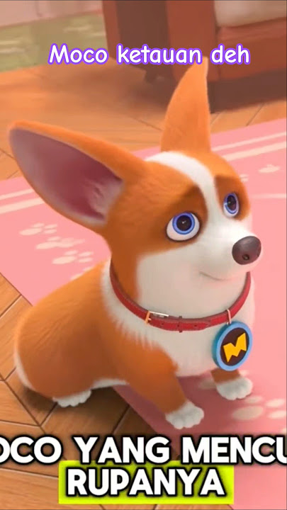 Moco ketauan deh #shorts #animasi #kartun #mocodog #haimoco