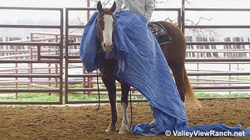 Flashdrive Kitty***For info, price, etc., go to our website: ValleyViewRanch.net***