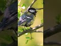 How to recognize Great Tit by singing? 🤔 GREAT TIT calls and songs.