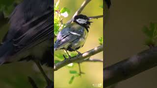 How to recognize Great Tit by singing? 🤔 GREAT TIT calls and songs.