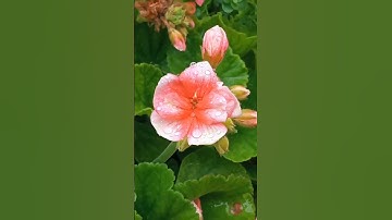 تلاوة 🌺من 🌺سورة🌺الحجرات🌺ياسر الدوسري🌺
