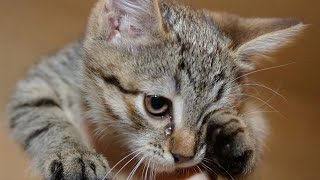 The kitten was crying like a child in a shelter, but suddenly he heard a familiar voice! by Pawsome Tales 4,179 views 3 weeks ago 2 minutes, 25 seconds