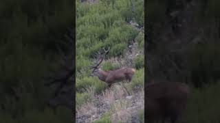 #berrea del #venado en la Cordillera Cantábrica.