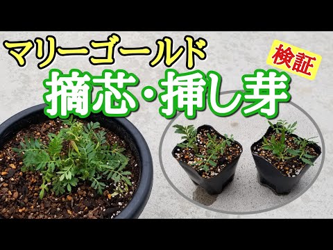 【マリーゴールドの検証】摘芯・挿し芽🌸