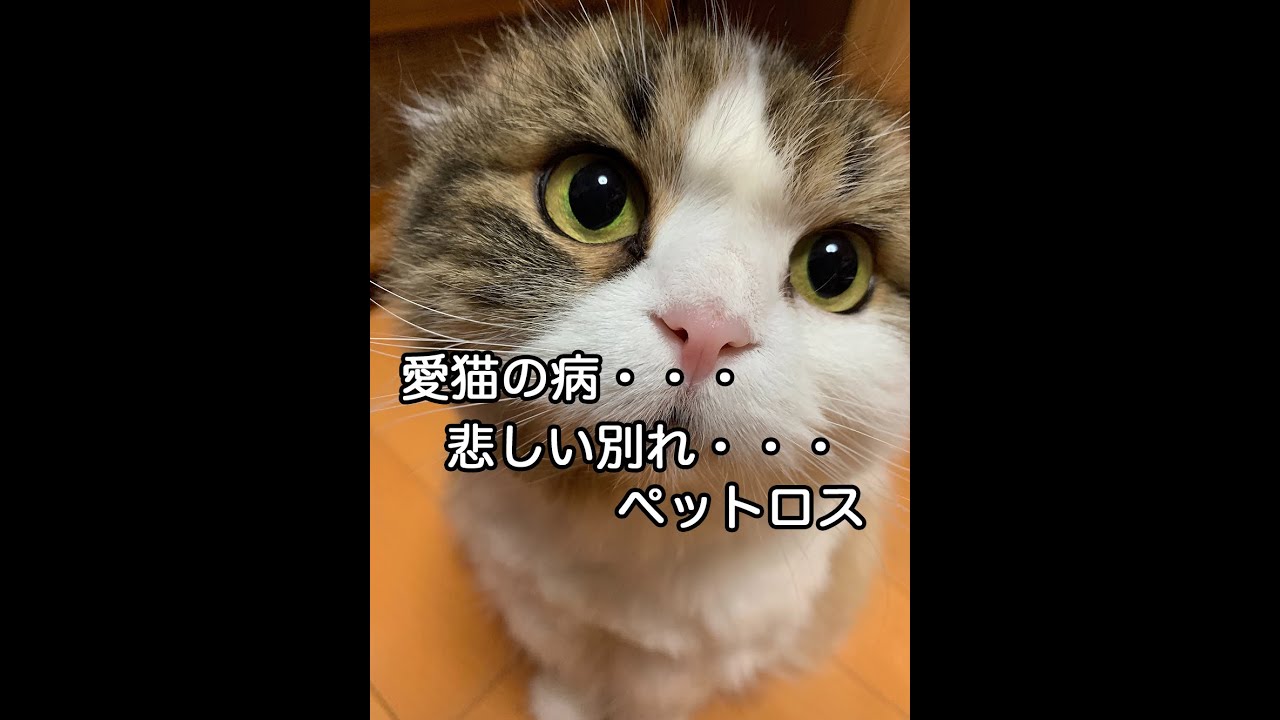 悲しい愛猫との別れ Youtube