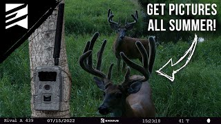 The BEST Trail Camera Locations For The Summer!
