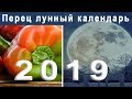 Лунный календарь огородника на 2019 год  Когда сажать рассаду перца в 2019 году