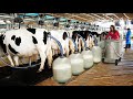 Automatic Cow Silage Feeding Smart Cowshed Hay Bale Farming New Technology Milking Transportation