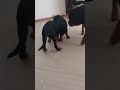 خناقة قبل الأكل 😂 #funny #dog #dogs