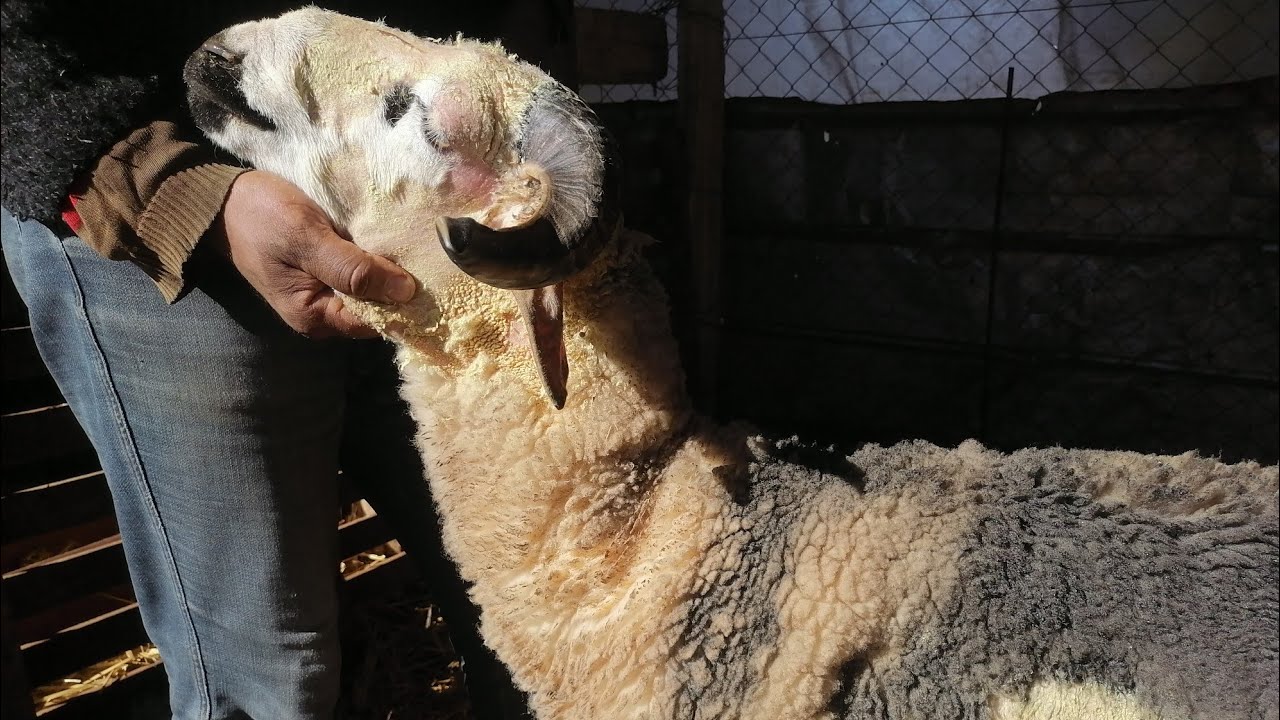 شاهد كيف نعالج ونتعامل مع الجرب | أخطر أمراض الغنم😱🐏