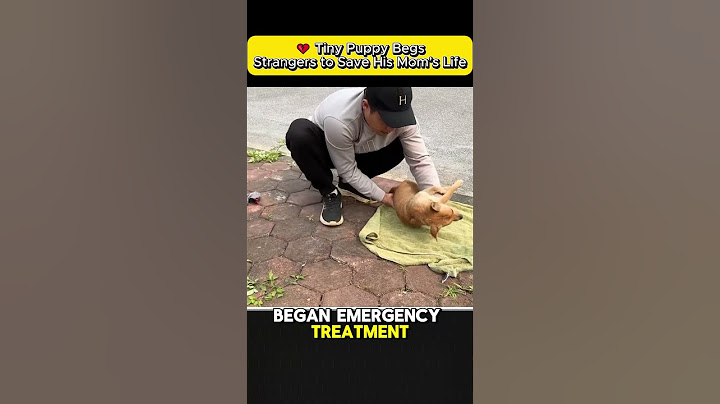 Tiny Puppy Begs Strangers to Save His Mom’s Life #shorts