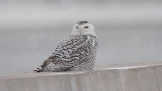 Snowy Owl Perched Burlington (Stabilised Video) screenshot 3