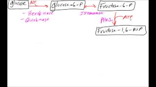 Glycolysis Made Easy