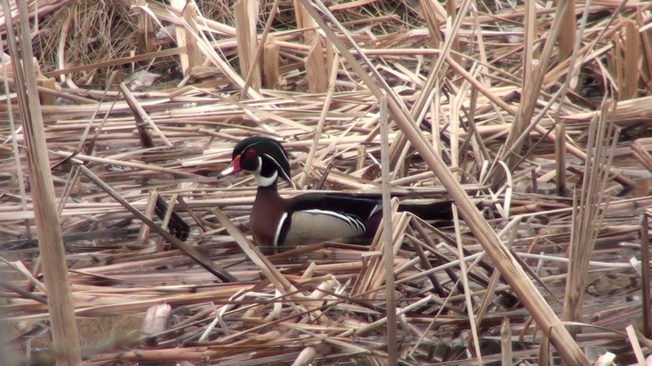 Wood Duck YouTube
