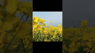 Download Lagu Beautiful mustard field Mustard flower,#kushtia# MP3