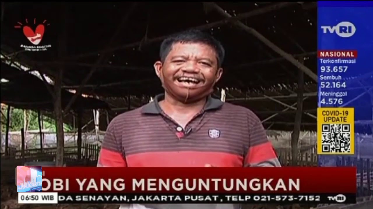 Ternak Bebek Petelur Sangat Menjanjikan 