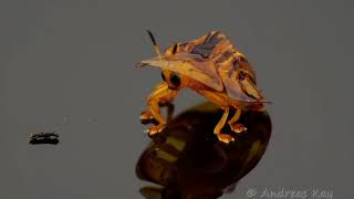 Tortoise Beetle from the Amazon rainforest of Ecuador
Tortoise beetles, Cassidinae own their name to the carapace under which they can find shelter like a tortoise, with the difference that their carapace can open for flight. Tortoise Beetle from the Amazon rainforest of Ecuador