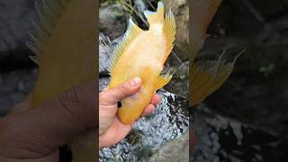 Nyari Ikan Di Paret #Viral #Shorts