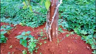 THE DEPTH OF THE PLANTING HOLE CAN IMPACT THE PEPPER STEM.