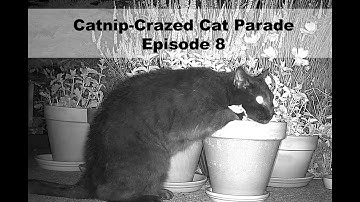 Catnip-Crazed Cat Parade Episode 8