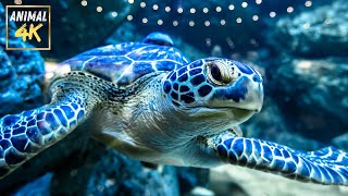 🐢 Turtles: Slow but Super Cool! | Amazing Turtle Facts You Never Knew