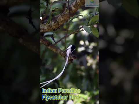 वीडियो: फ्लाईकैचर - एक छोटा और सुंदर पक्षी