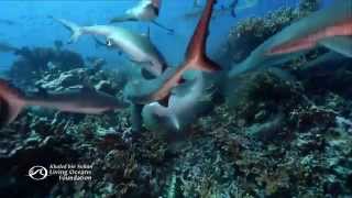 Swarm of Sharks Attack Spawning Grouper