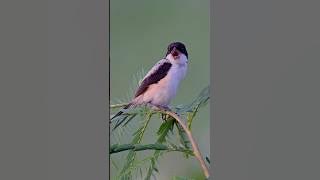The Eerie Call of the Long-Tailed Shrike