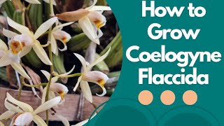 How to Grow Coelogyne Flaccida