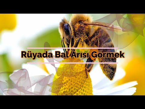 RÜYADA BAL ARISI GÖRMEK (rüya tabiri)