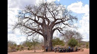 Neglected Kitui School Where Students Learn Under Trees