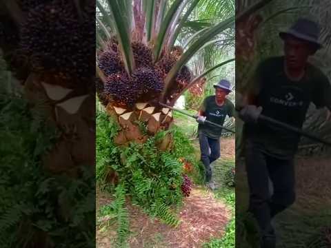 Super Palm Oil