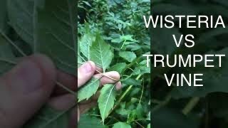 How to tell the difference in wisteria vine and Trumpet vine