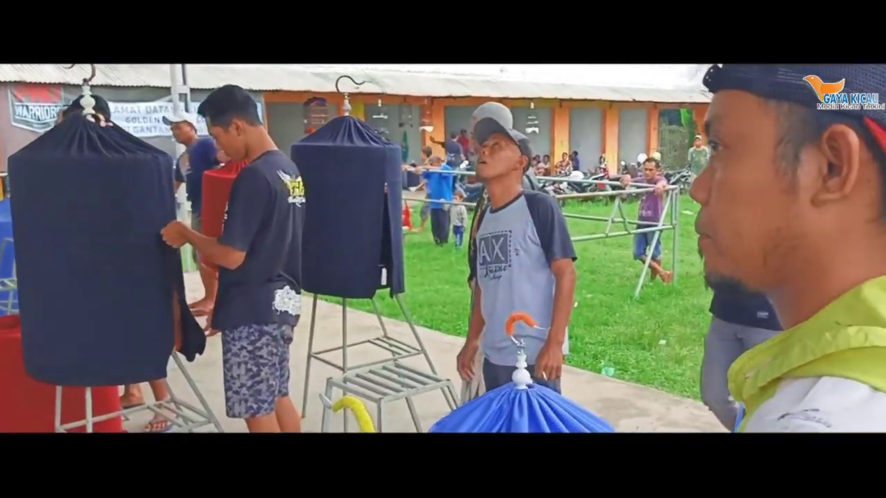 Lovebird "Es Batu" tetap eksis di kelasnya | Latpres GARA FAMILY Minggu