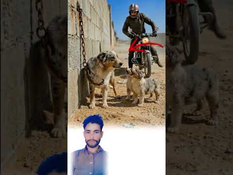 فك قيد الكلب رحمة به فكان الجزاء أن وقف الكلب درع ا أمام الحائط المنهار لايك