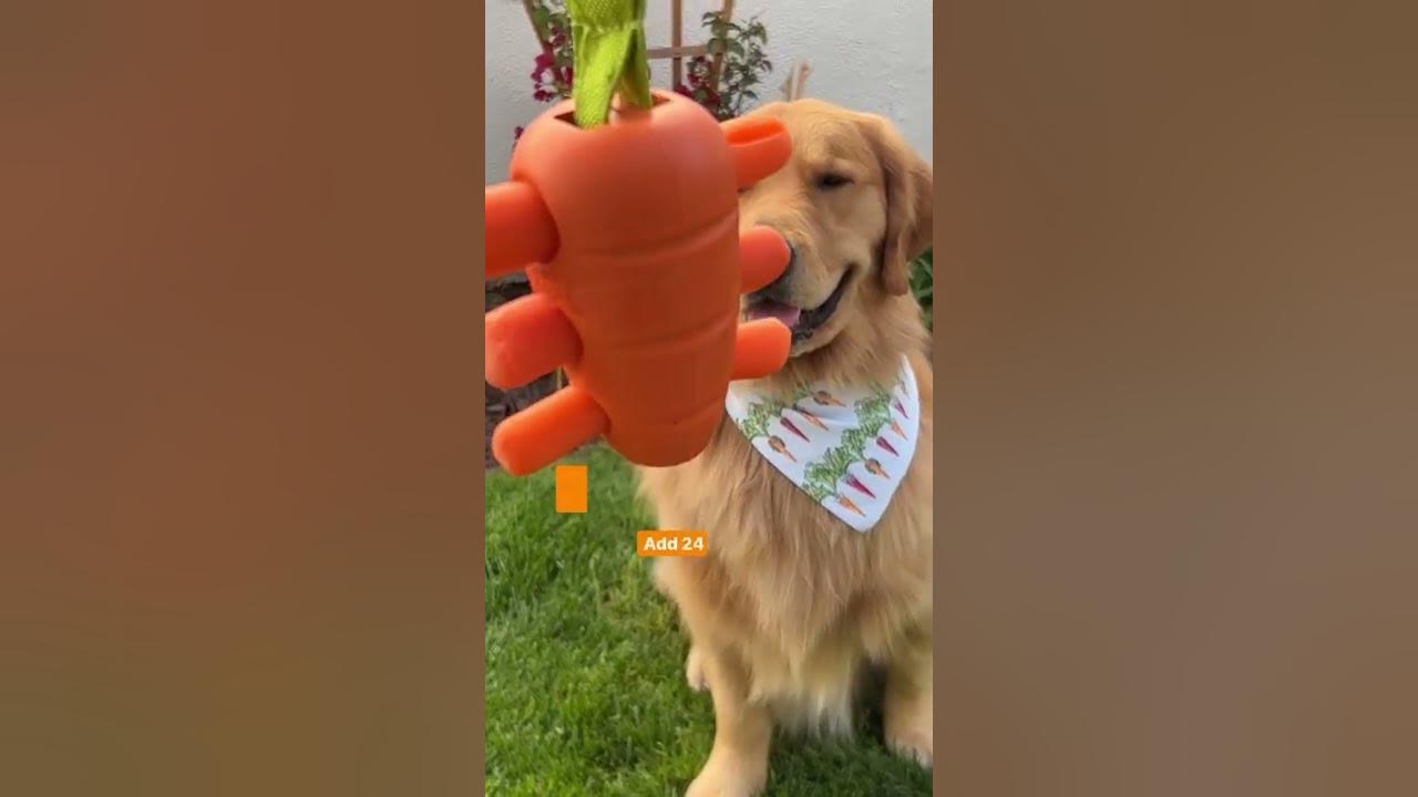 Petstages Carrot Stuffer Treat Dispenser Dog Toy