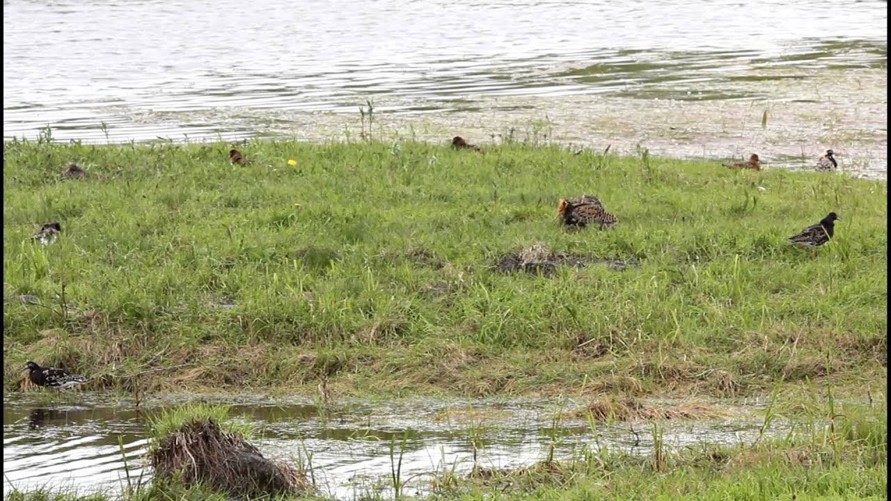 birdwatching gifts Ruff males displaying on Turov Meadow