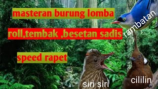 Masteran ngeri, roll tembak,besetan, rambatan,siri siri dan cililin