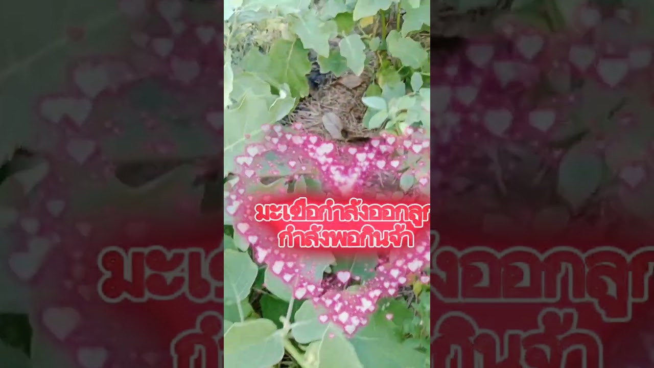 ชมสวนครัวคุณยายกันจ้าเพื่อนฯ