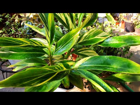 Video: Pragtige veelkleurige plante – kweek plante met veelkleurige blare