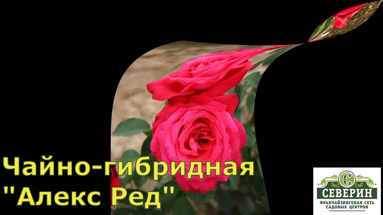 Розы для брата. Сербские розы брата слушать.