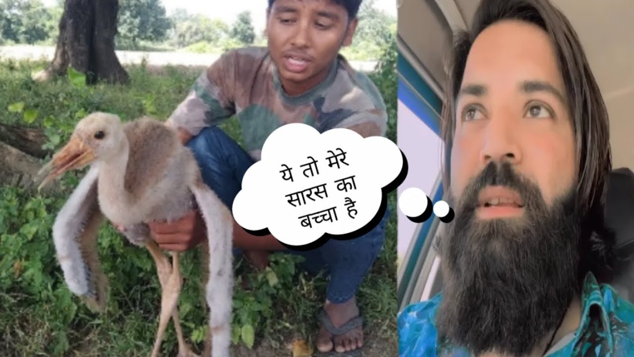 आरिफ के सारस का बच्चा मिल गया 😲 #dailyvlog