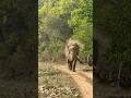 Rajaji tiger reserve motichor range JUNGLE SAFARI CON -6397020059 #elephant #wildlifesafari