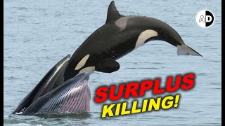 Orcas are Surplus Killers