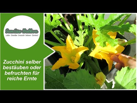 Zucchinibolognese schnell und lange haltbar | Vegan | Zucchini verarbeiten #AusdemGartenaufdenTeller. 